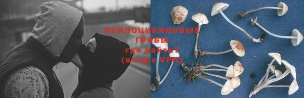 гашик Корсаков